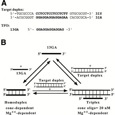 A Sequence Of The 31 Bp Dna Target Duplex 31r·31y And The 13 Nt Download Scientific Diagram