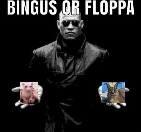 Bingus Or Floppa Bingus Know Your Meme