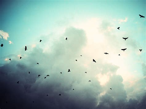 🔥 [80+] Birds Flying Wallpapers | WallpaperSafari