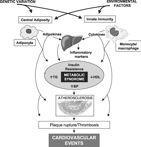 The Metabolic Syndrome Circulation