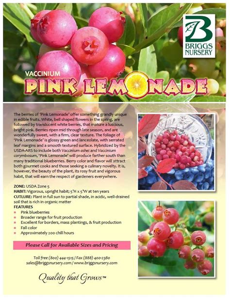 Pink Lemonade Blueberries Vegetable Garden Planner Pink Lemonade