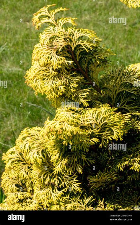 Ciprés Japonés Ciprés Hinoki Ciprés Falso Chamaecyparis Obtusa