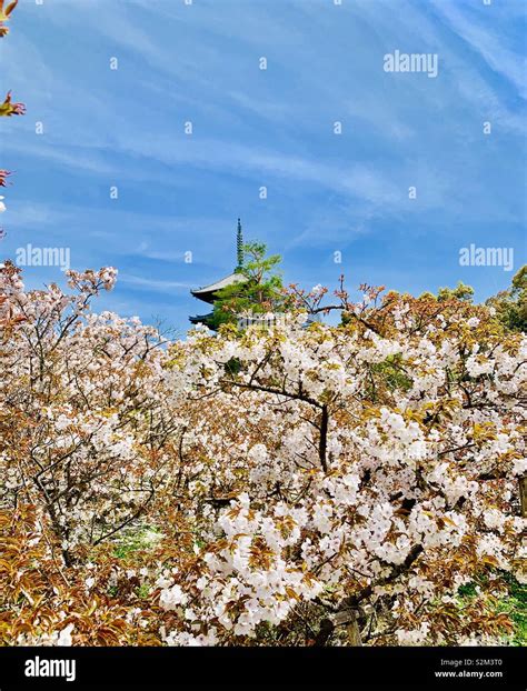 Cherry blossoms in Kyoto,Japan Stock Photo - Alamy