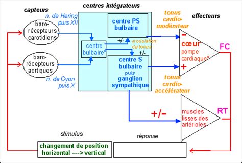 Schema Boucle De Regulation Cardiaque