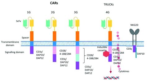 Potential Design Of Car Generation According To Nk Cell Intracellular