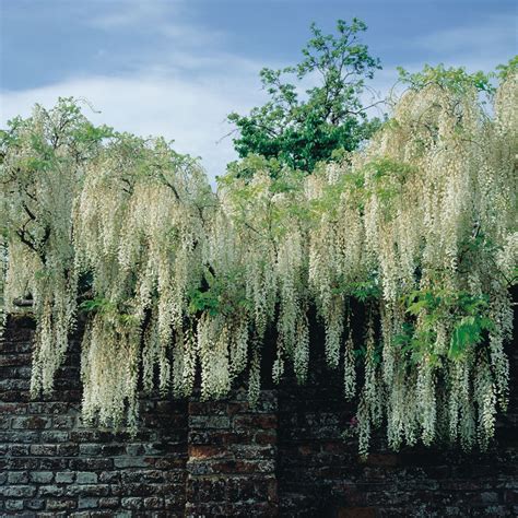 Wisteria Brachybotrys Iko Yama Fuji Japanese Wisteria Iko Yama Fuji