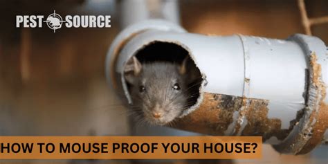 How to Mouse Proof Your House? - Pest Source