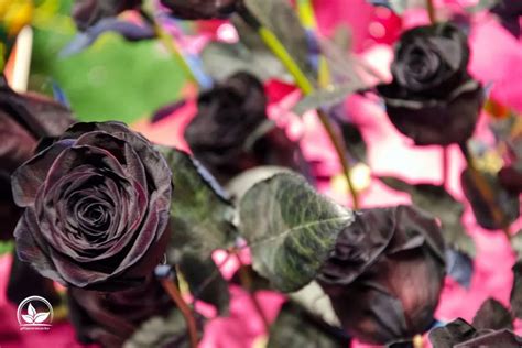 Schwarze Rosen Bedeutung Welche Symbolik Trägt Diese Rose