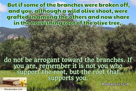 Romans 11 17 18 But If Some Of The Branches Were Broken Off And You