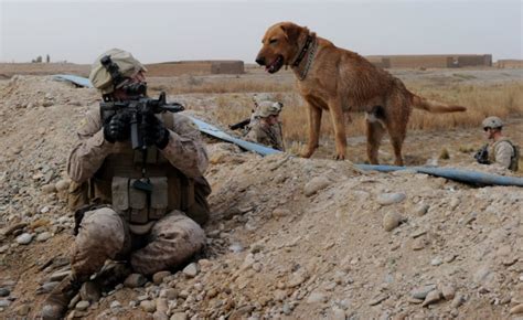 Were Us Service Dogs Left Behind In Afghanistan The Us Sun