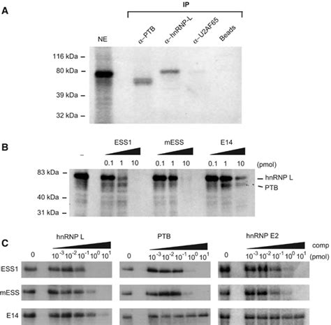 HnRNP L Represses Exon Splicing Via A Regulated Exonic Splicing