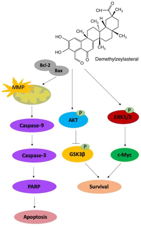 Identification Of An Antitumor Effect Of Demethylzeylasteral On Human