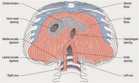 Bone And Muscle Anatomy Mnemonics Structures That Pass Through The Diaphragm Mnemonic