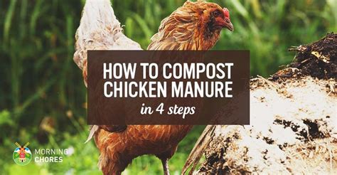 Chicken Manure Fertilizer How To Compost Chicken Manure