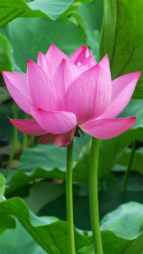 lotus flower images hd wallpaper download - Is Going Crazy Weblogs ...