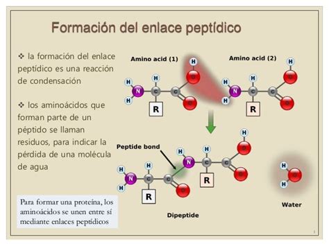 Enlace peptidico