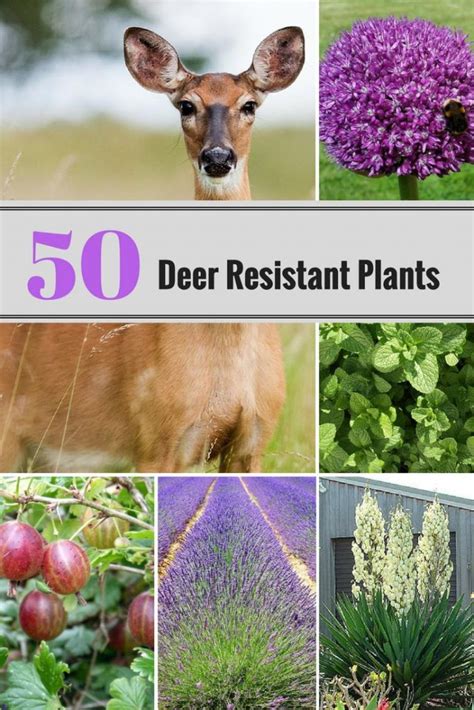 Deer Resistant Plants Home And Gardening Ideas