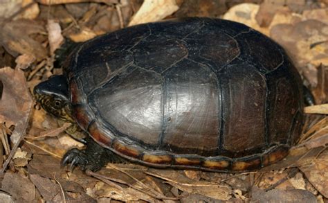 Florida Mud Turtle Flora And Fauna Of North Carolina INaturalist