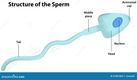 Structure Of The Sperm Stock Vector Image Of Reproduce 41851805