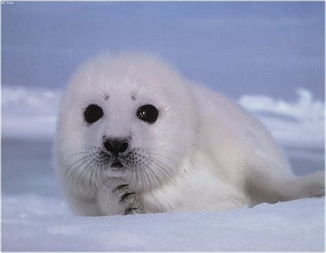 what do common seals eat Monk seals