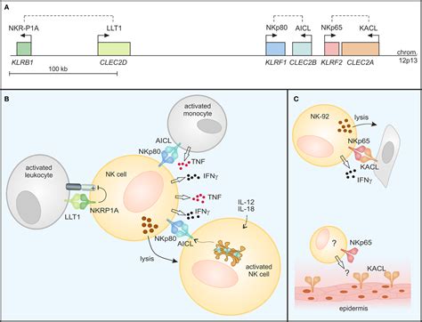 Frontiers Modulation Of NK Cell Function By Genetically Coupled C