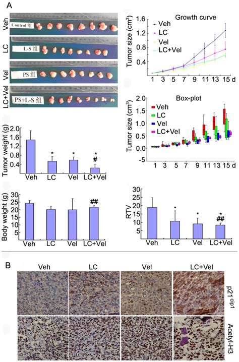 Nude Mice Bearing Hepg Tumor Were I P Injected With Vehicle Or Lc