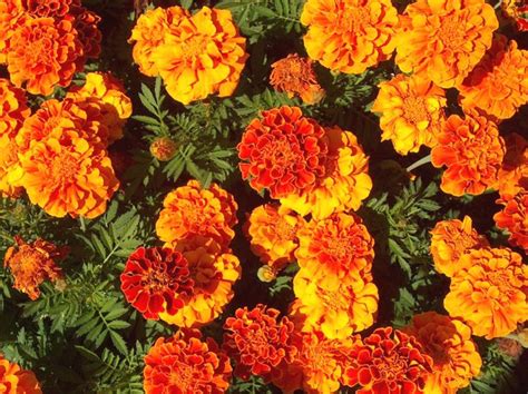 Online Plant Guide Tagetes Patula Safari Queen Safari Queen