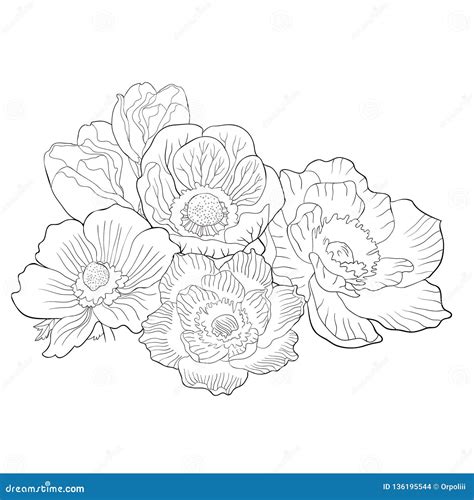 Coloring Flower Bloom Japanese Anemone. Vector Illustration Stock