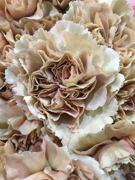 Wholesale Flowers DIY Wedding Flowers Carnations Specialty Caramel