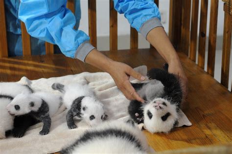 Pandas displayed at China's Chengdu Panda Base | CNN