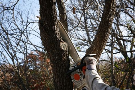 Cómo podar un árbol correctamente Blog de timbrit