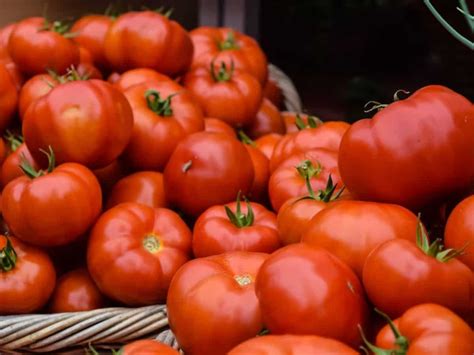 Tomato Price Drop Alert Freshly Procured Tomatoes Arrive In Delhi To