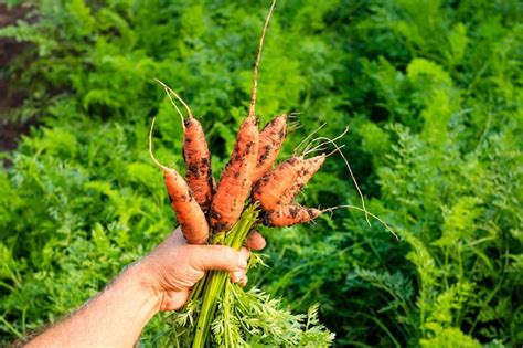 O agricultor tem na mão uma cenoura já colhida do jardim cenouras recém