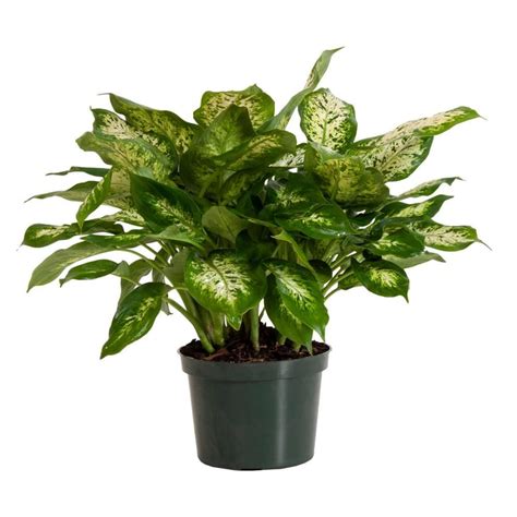 Diffenbachia Compacta Best Trees And Plants From Home Depot