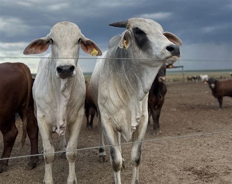 USDA confirmó caso atípico de vaca loca en Estados Unidos