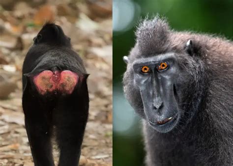 7 RED BUTT Monkeys: Species, Traits & Behaviors