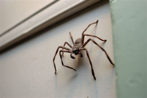 Gripping Facts About the Largest Spiders in the World - Animal Sake