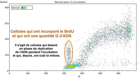 variation de la quantité d adn au cours du cycle cellulaire