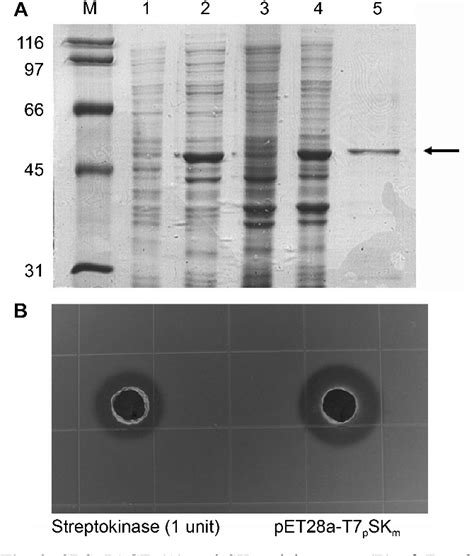 Figure 1 From Heterologous Production Of Streptokinase As A Secretory Form In Streptomyces