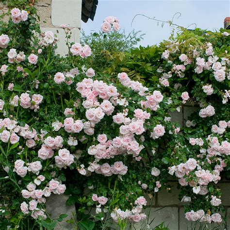 Rose Climbing New Dawn - Mr Middleton Garden Shop