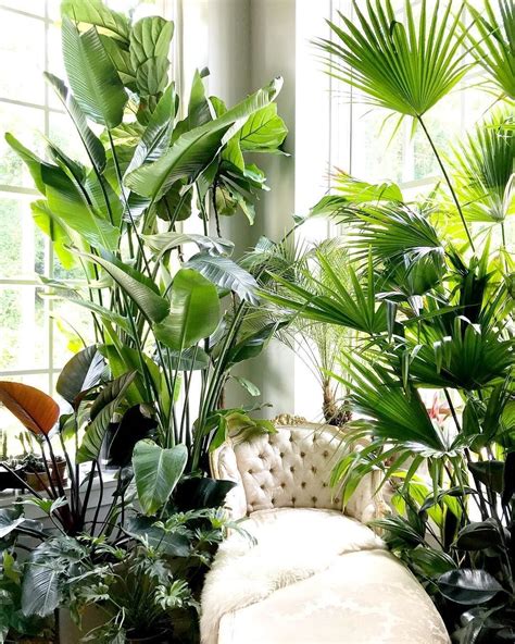 Тропические комнатные растения - 80 фото