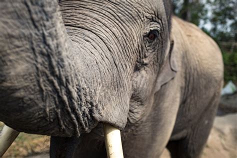 Fotos Gratis Animal Fauna Silvestre Zoo Mamífero Colmillo Marfil