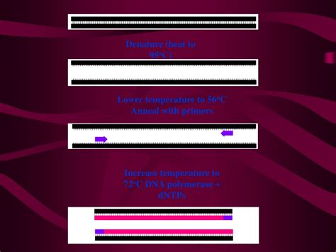 Ppt Polymerase Chain Reaction Powerpoint Presentation Free Download Id9365398