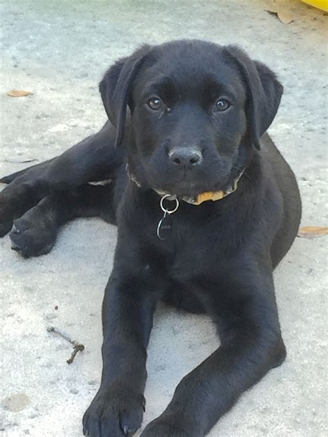 Lab Puppies Colorado Rescue