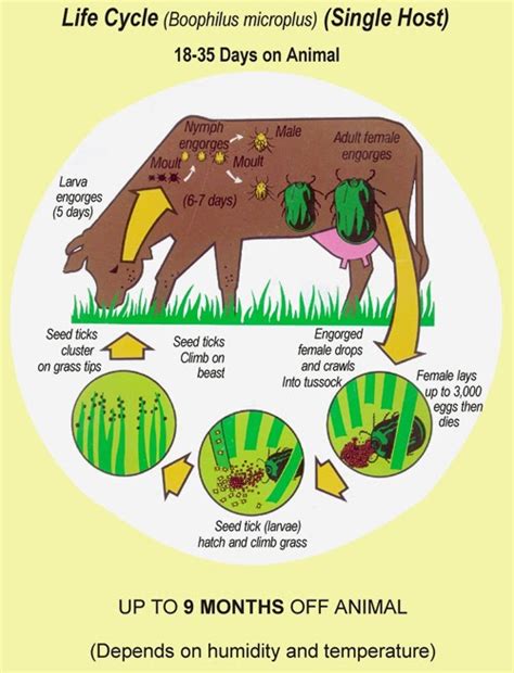 Farmers Creek External Parasites Ticks