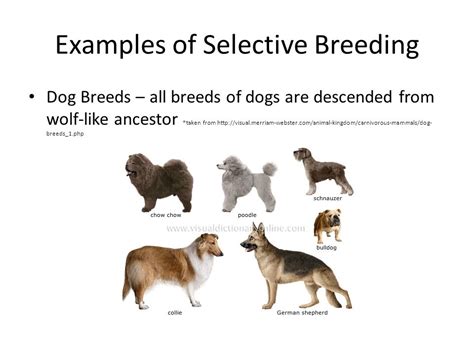 Selective Breeding Examples