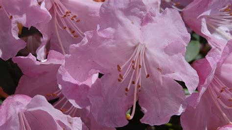 Rhododendron Blossom Bloom - Free photo on Pixabay - Pixabay