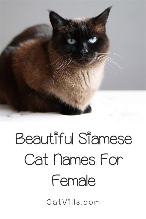 50 Beautiful Siamese Cat Names For Your Elegant Kitty Siamese Cats