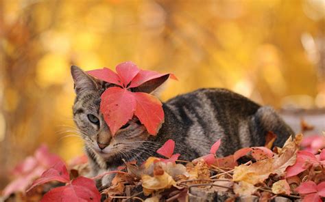 Autumn Animals Wallpapers - Top Free Autumn Animals Backgrounds ...