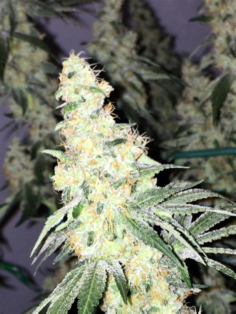 OG Kush – Buy OG Kush feminized cannabis seeds